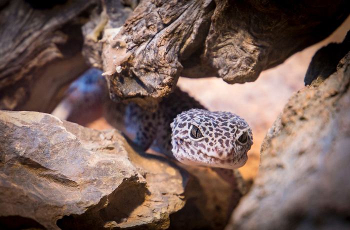 Cara Merawat Gecko Leopard untuk Pemula: Kandang, Pakan, dan Tips Lengkap