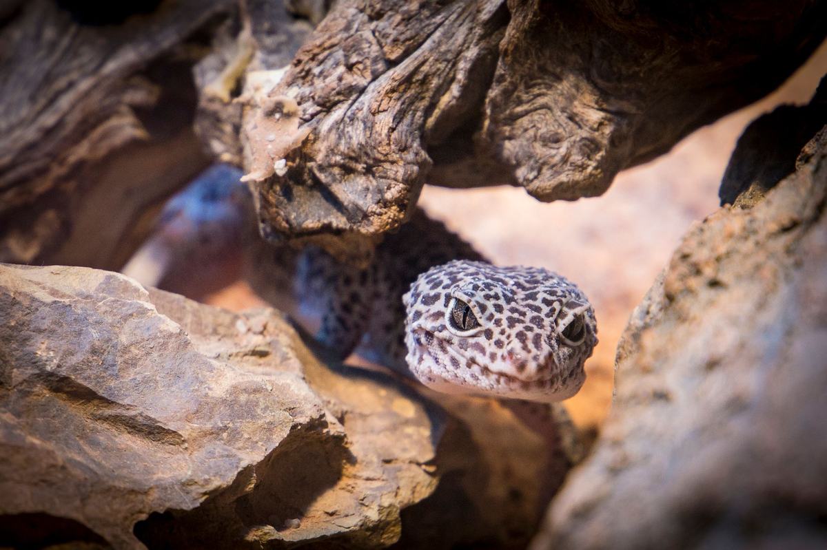 Cara Merawat Gecko Leopard untuk Pemula: Kandang, Pakan, dan Tips Lengkap
