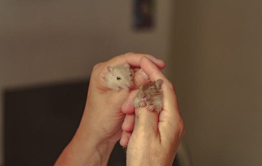 Cara Merawat Hamster untuk Pemula: Kandang, Pakan, dan Tips Lengkap