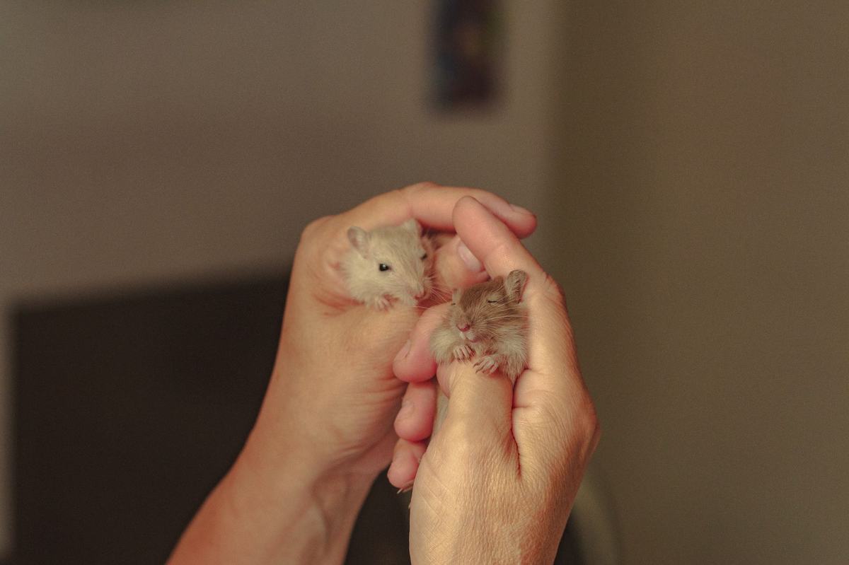 Cara Merawat Hamster untuk Pemula: Kandang, Pakan, dan Tips Lengkap