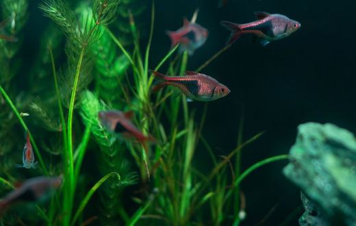 Cara Merawat Ikan Hias Air Tawar: Panduan Kualitas Air, Pakan, dan Pencegahan Penyakit