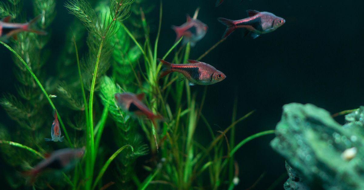 Cara Merawat Ikan Hias Air Tawar: Panduan Kualitas Air, Pakan, dan Pencegahan Penyakit