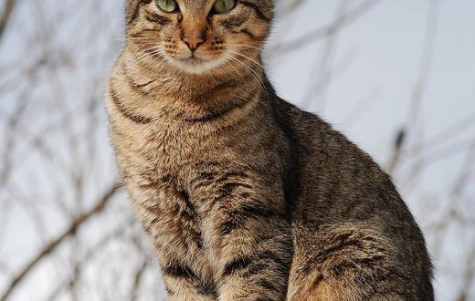 Cara Merawat Kucing Peliharaan untuk Pemula