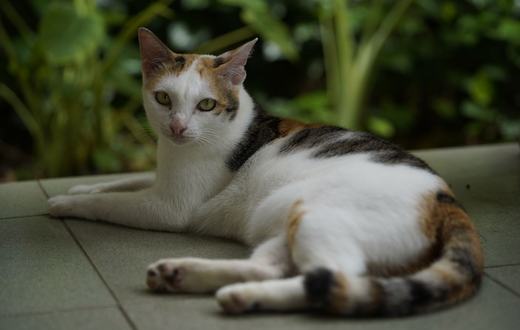 Cara Merawat Kucing Peliharaan untuk Pemula