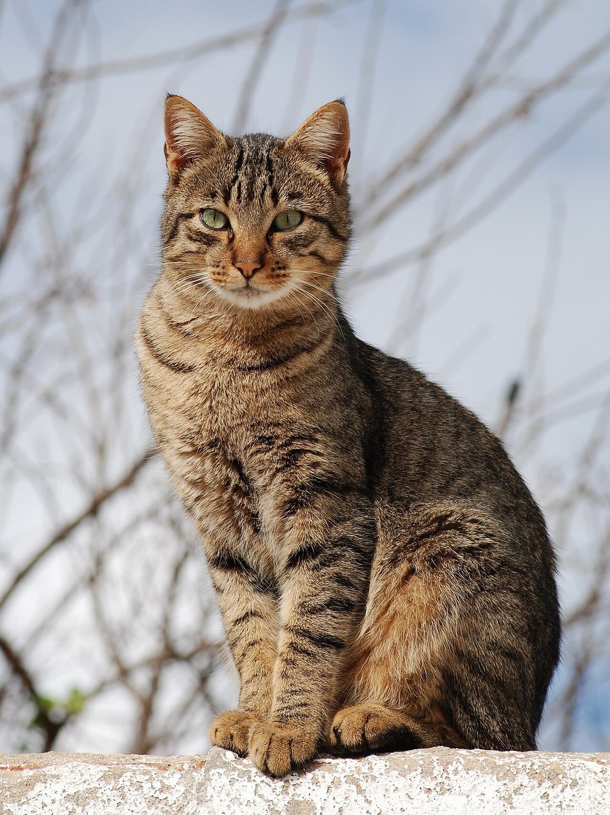 Cara Merawat Kucing Peliharaan untuk Pemula