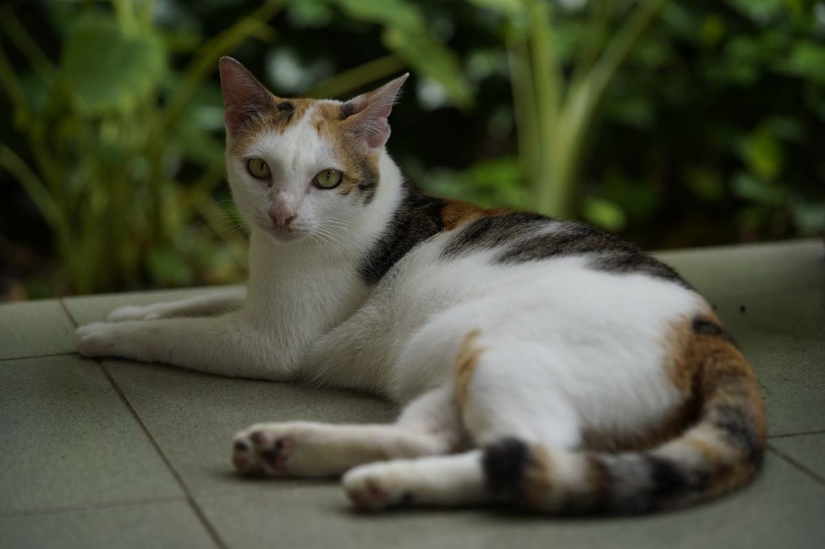 Cara Merawat Kucing Peliharaan untuk Pemula