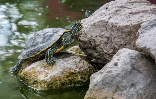 Cara Merawat Kura-kura Brazil (Red-Eared Slider) untuk Pemula: Kandang, Pakan, dan Kesehatan