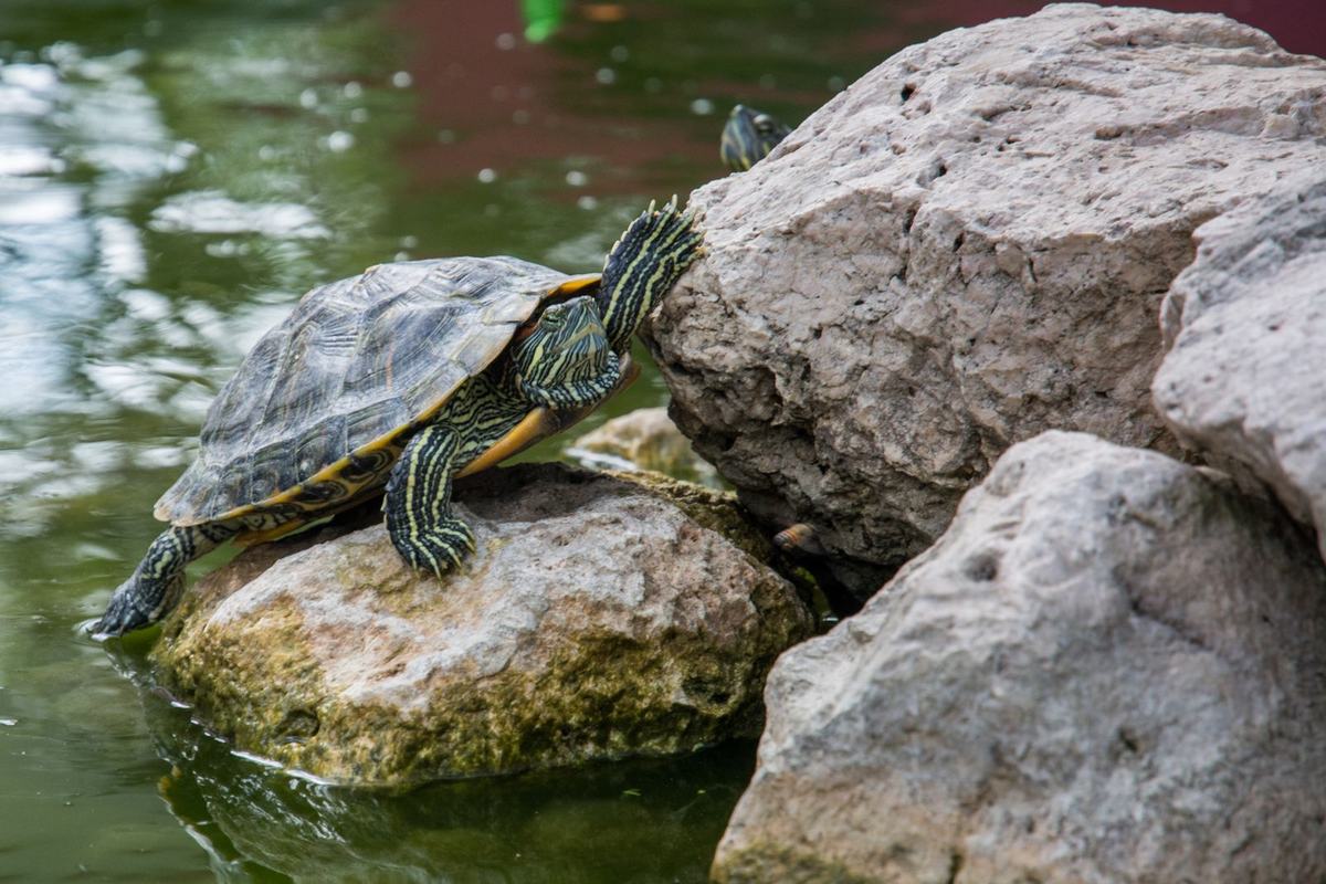 Cara Merawat Kura-kura Brazil (Red-Eared Slider) untuk Pemula: Kandang, Pakan, dan Kesehatan
