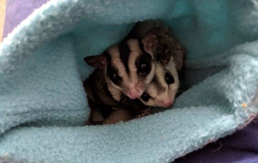 Cara Merawat Sugar Glider untuk Pemula: Kandang, Pakan, dan Bonding