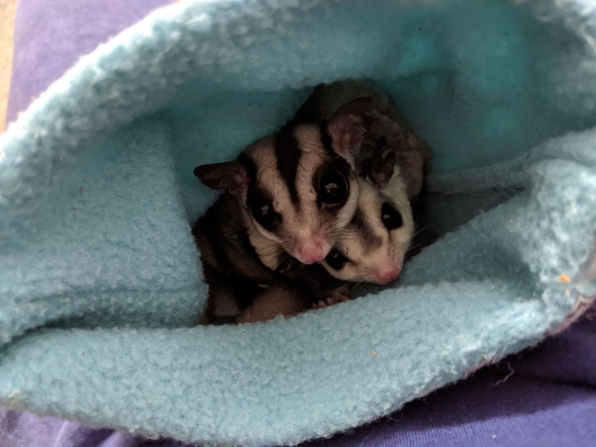 Cara Merawat Sugar Glider untuk Pemula: Kandang, Pakan, dan Bonding