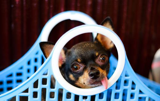 Carrier dan Gendongan Anjing: Cara Memilih yang Aman dan Nyaman untuk Perjalanan