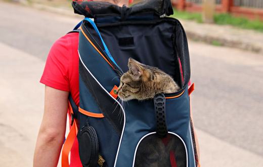Carrier dan Gendongan Kucing: Cara Memilih yang Aman dan Nyaman untuk Perjalanan