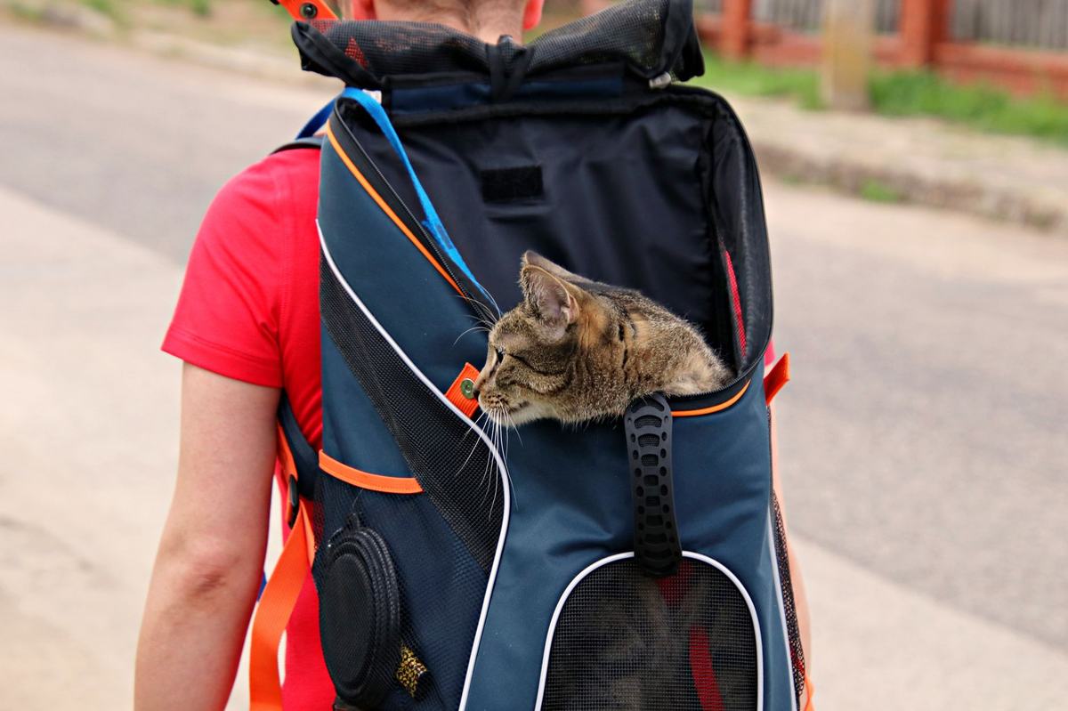 Carrier dan Gendongan Kucing: Cara Memilih yang Aman dan Nyaman untuk Perjalanan