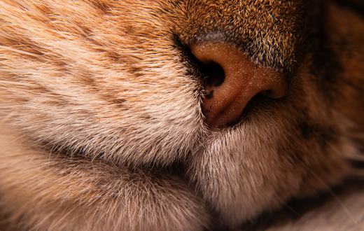 Flu pada Kucing: Gejala, Penyebab, Pengobatan, dan Cara Mencegahnya