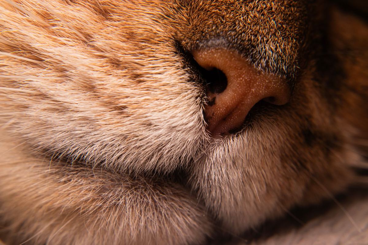 Flu pada Kucing: Gejala, Penyebab, Pengobatan, dan Cara Mencegahnya
