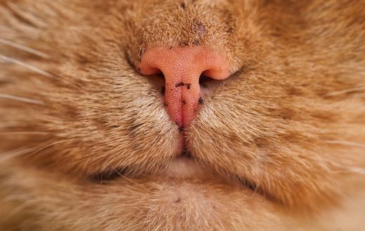 Jamur pada Kucing (Ringworm): Gejala, Penularan, dan Cara Mengobatinya Sampai Tuntas