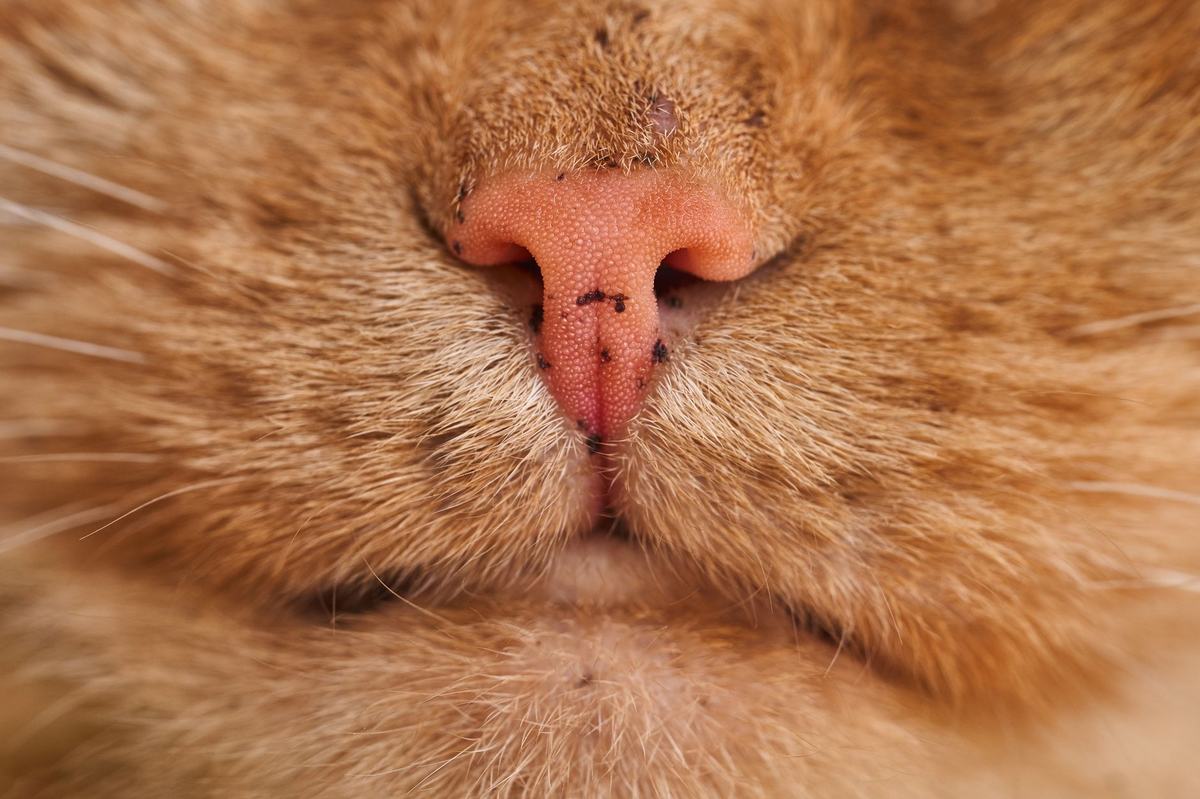 Jamur pada Kucing (Ringworm): Gejala, Penularan, dan Cara Mengobatinya Sampai Tuntas