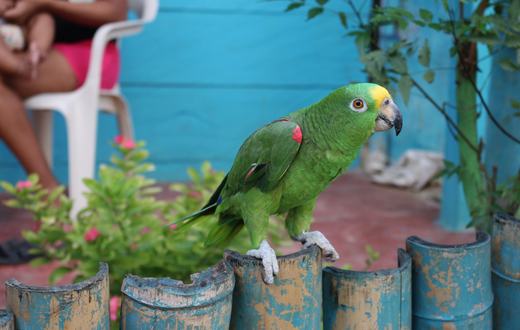 Jenis Burung Paruh Bengkok untuk Dipelihara: Lovebird, Parkit, Cockatiel, hingga Kakatua