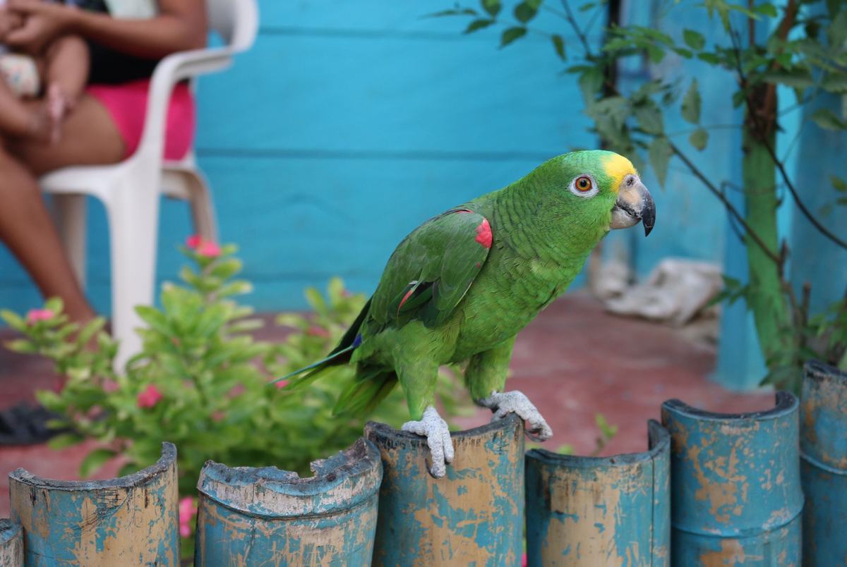 Jenis Burung Paruh Bengkok untuk Dipelihara: Lovebird, Parkit, Cockatiel, hingga Kakatua