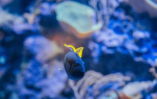 Jenis Ikan Akuarium Air Laut yang Ramah untuk Pemula