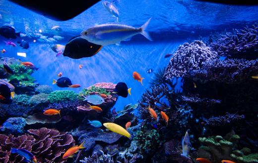 Jenis Ikan Pembersih Alga untuk Akuarium: Mana yang Rajin dan Tidak Bikin Repot
