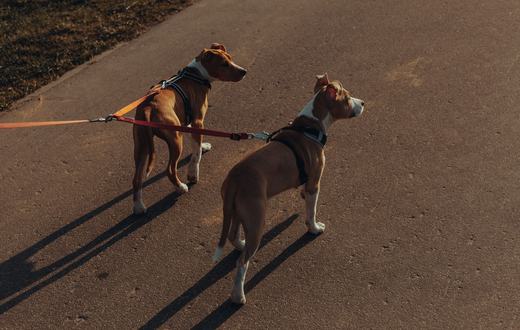 Kalung atau Harness untuk Anjing? Panduan Memilih Tali Jalan yang Aman dan Nyaman