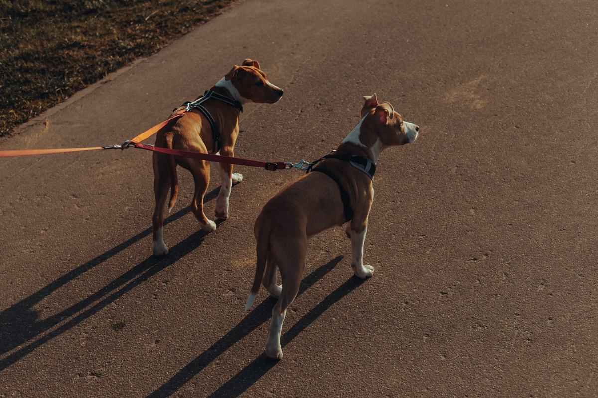 Kalung atau Harness untuk Anjing? Panduan Memilih Tali Jalan yang Aman dan Nyaman