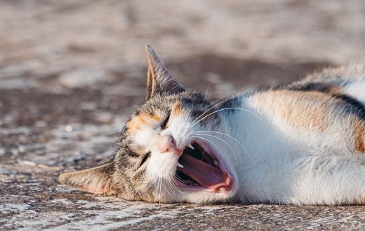 Kesehatan Gigi dan Mulut Kucing: Penyebab, Gejala, dan Cara Merawatnya