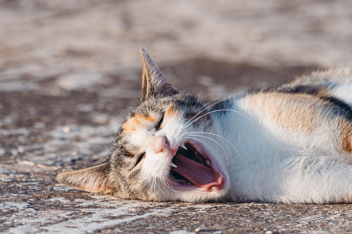 Kesehatan Gigi dan Mulut Kucing: Penyebab, Gejala, dan Cara Merawatnya