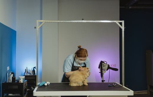 Kutu pada Kucing: Siklus Hidup, Gejala, dan Cara Membasminya Sampai Tuntas