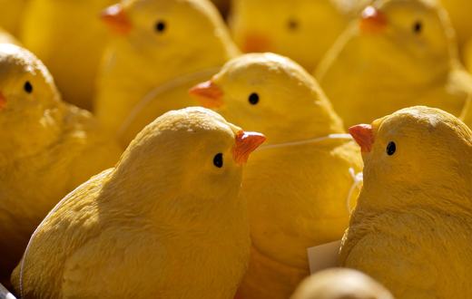 Mainan Burung: Jenis, Manfaat, dan Cara Memilih yang Aman