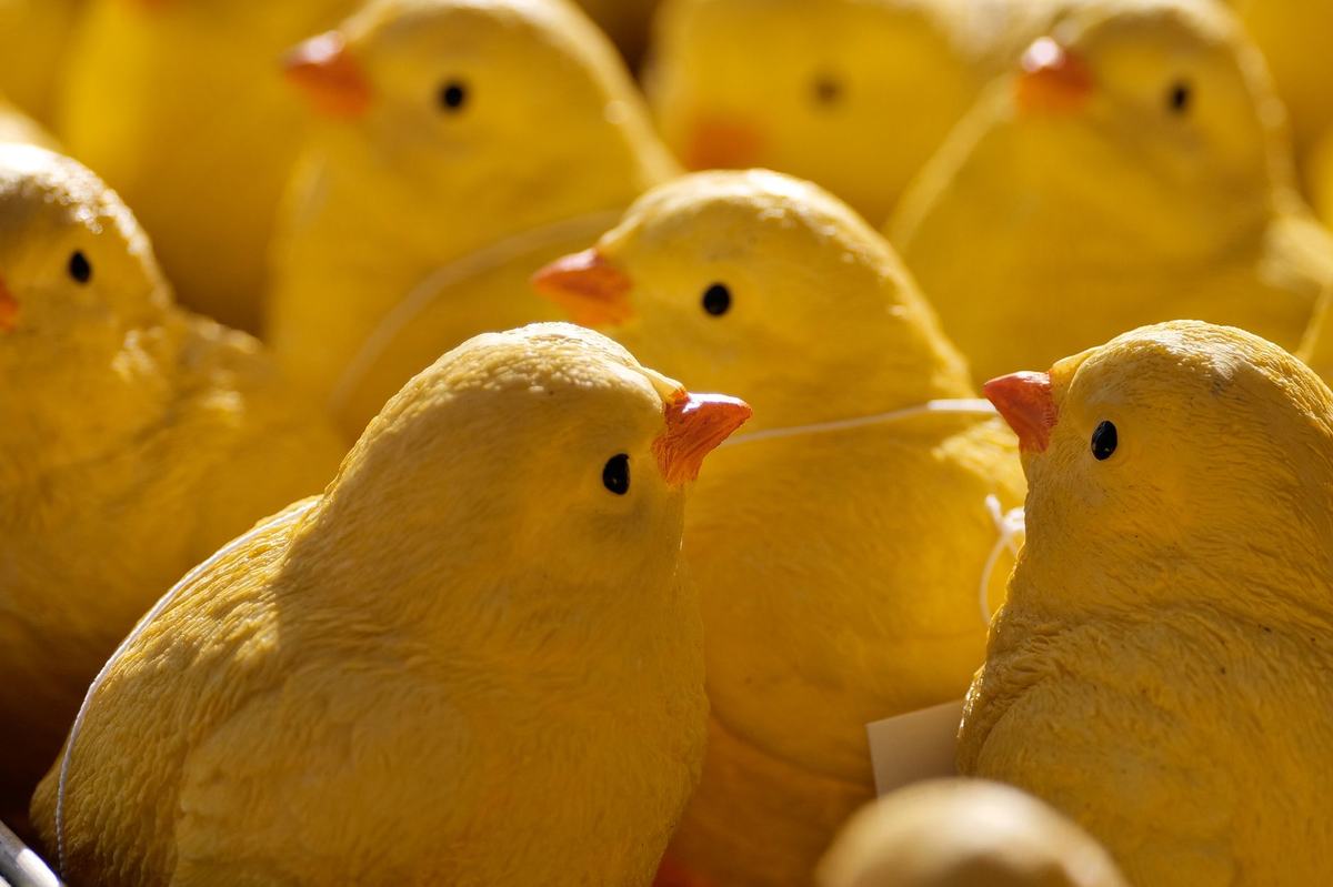Mainan Burung: Jenis, Manfaat, dan Cara Memilih yang Aman