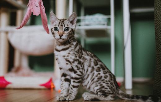 Mainan Kucing: Jenis, Manfaat, dan Cara Memilih yang Aman