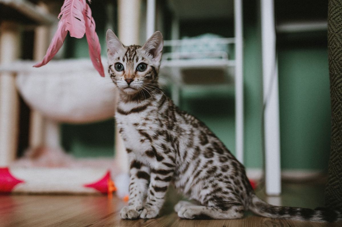 Mainan Kucing: Jenis, Manfaat, dan Cara Memilih yang Aman