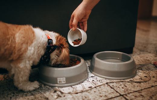 Makanan Anjing Senior: Nutrisi Tepat untuk Anjing Berusia Lanjut
