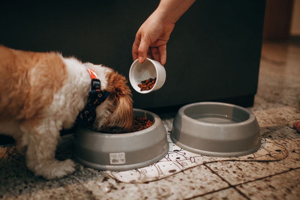 Makanan Anjing Senior: Nutrisi Tepat untuk Anjing Berusia Lanjut