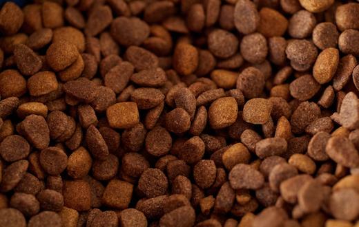 Makanan Basah vs Kering untuk Anjing: Mana yang Lebih Baik?