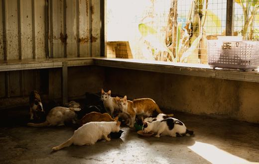 Makanan Basah vs Kering untuk Kucing: Mana yang Lebih Baik?
