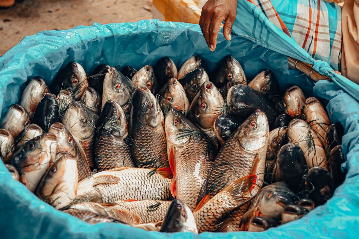 Makanan Hidup vs Pakan Pelet untuk Ikan Akuarium: Mana yang Lebih Baik?
