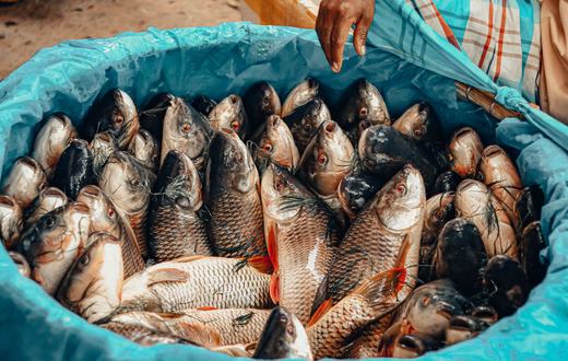 Makanan Hidup vs Pakan Pelet untuk Ikan Akuarium: Mana yang Lebih Baik?