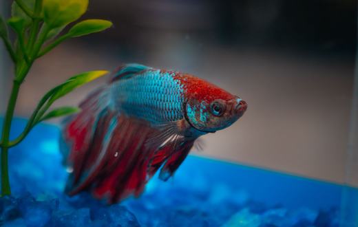 Makanan Ikan Cupang: Pakan Terbaik untuk Warna Cerah dan Sirip Indah
