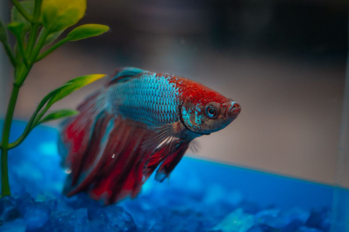 Makanan Ikan Cupang: Pakan Terbaik untuk Warna Cerah dan Sirip Indah