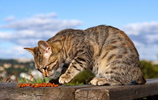 Makanan Kucing Hamil dan Menyusui: Nutrisi Tepat untuk Induk dan Anak Kucing