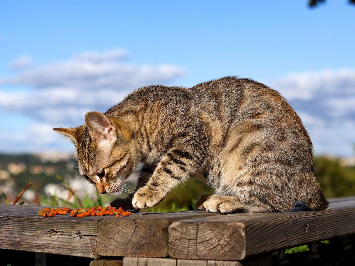 Makanan Kucing Hamil dan Menyusui: Nutrisi Tepat untuk Induk dan Anak Kucing