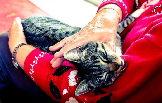 Makanan Kucing Senior: Nutrisi Tepat untuk Kucing Berusia Lanjut