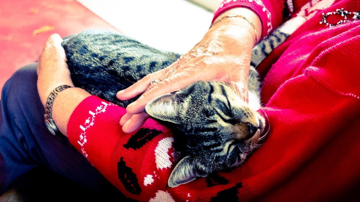 Makanan Kucing Senior: Nutrisi Tepat untuk Kucing Berusia Lanjut