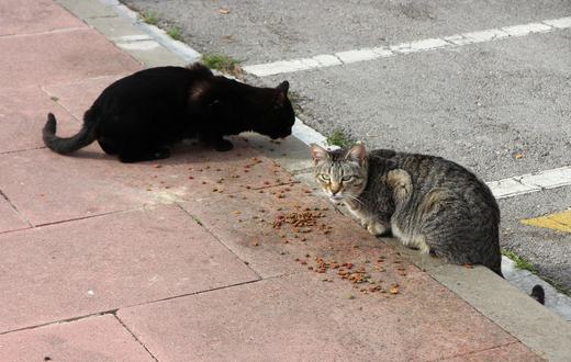 Makanan Kucing Steril: Cegah Kegemukan dan Jaga Saluran Kemih