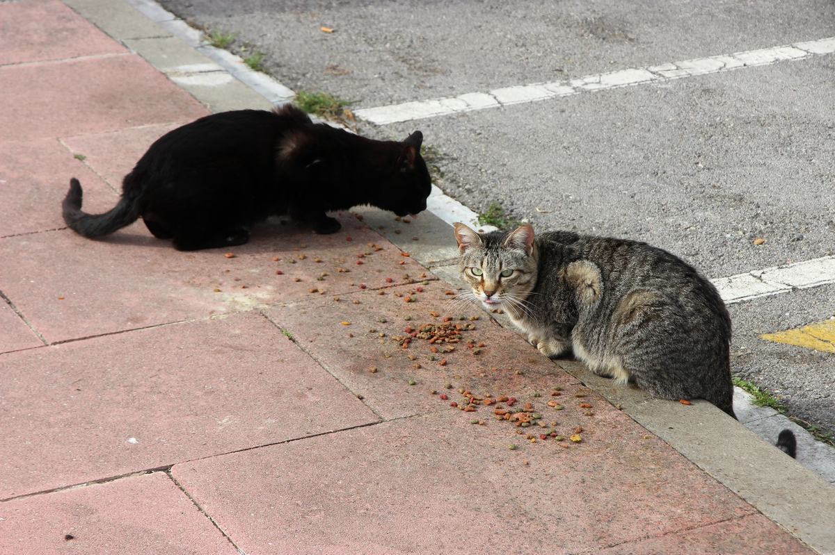 Makanan Kucing Steril: Cegah Kegemukan dan Jaga Saluran Kemih