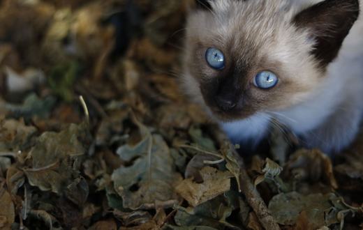Memilih Pasir Kucing (Cat Litter) yang Tepat: Jenis, Kelebihan, dan Cara Pakai
