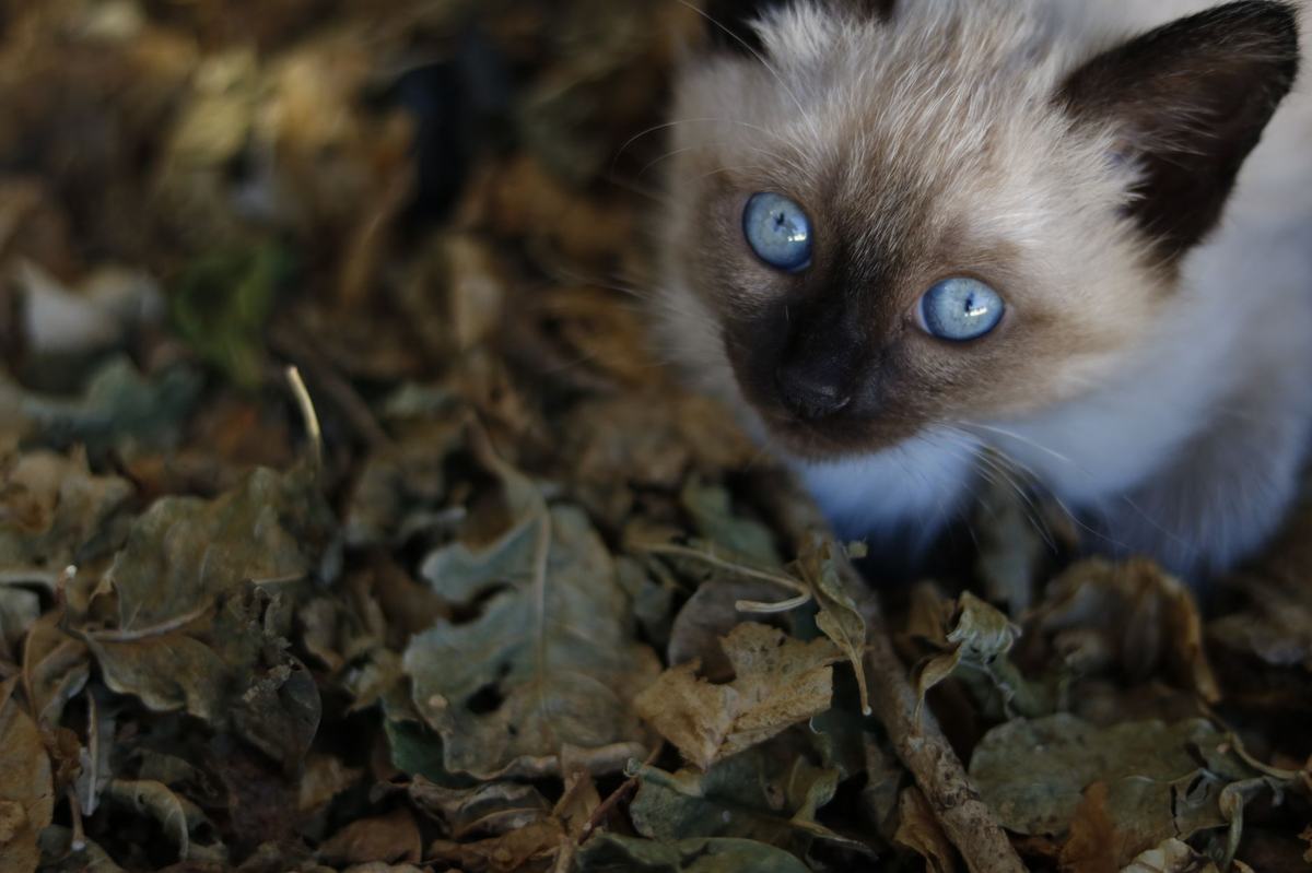 Memilih Pasir Kucing (Cat Litter) yang Tepat: Jenis, Kelebihan, dan Cara Pakai
